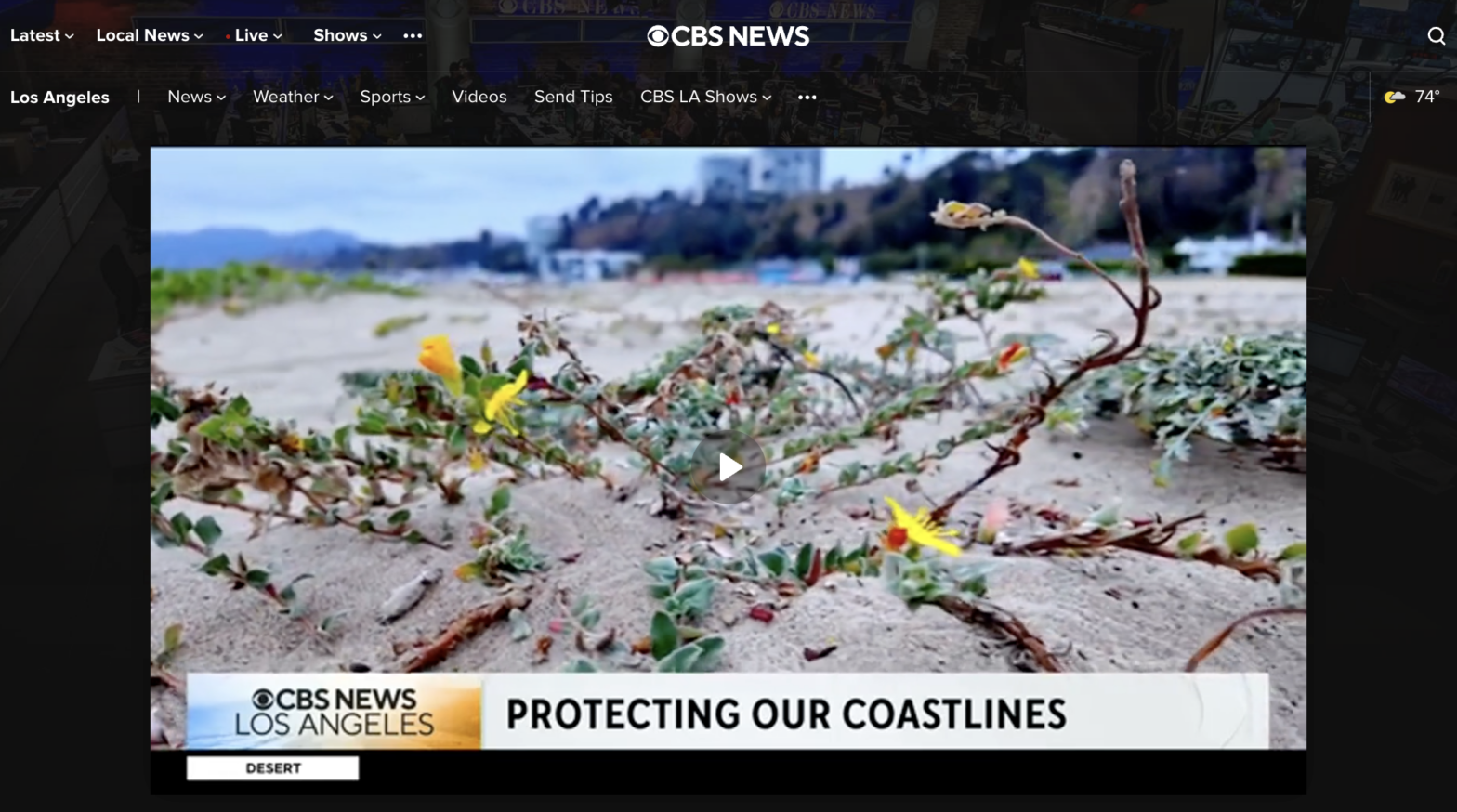 Screenshot of CBS LA news page displaying Santa Monica Beach Dunes flower